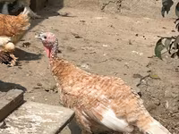 Turkeys — फ़ोटो 4