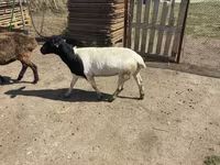 मेढ़ा, Dorper sheep — फ़ोटो 1