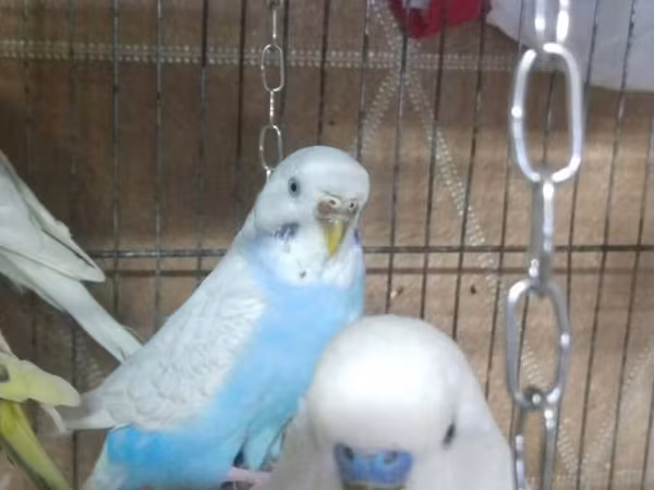 Dairəvi formada, qırmızı rəngli asma quş qəfəsi. Qəfəsin yuxarı