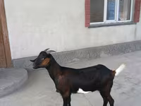 Cabra, Nubian Goat — foto 5