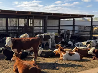Toro, Simmental cattle — foto 3