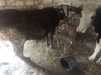 गाय, मवेशी — फ़ोटो 2