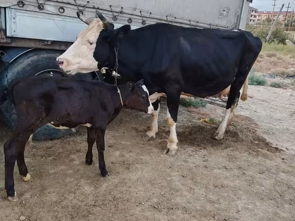 Kuh, Russian Black pied cattle