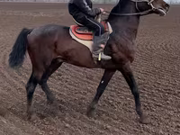 घोड़ा, Orlov Trotter — फ़ोटो 2
