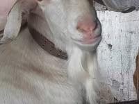 Ziegenbock, Nubian Goat — Foto 2