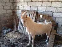 Billy Goat, Saanen goat — photo 2