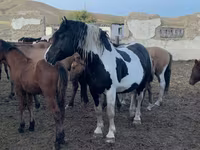 At, Mugalzhar horse — foto 3