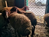 Ram, Sheep — photo 3