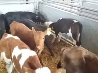 Бұқа, Simmental cattle — 1-сурет