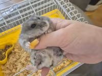 Cırtdan hamster qəfəsi ilə birgə - Növlə: cırtdan (dwarf) hamster — 1-сурет