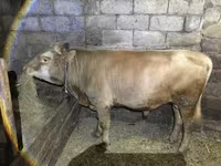 Bulle, Simmental cattle — Foto 1