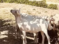 Keçi, Alpine goat — foto 3