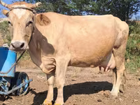 İnək, Latvian Blue cattle — foto 2