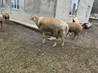 Вівця, Вівці — фото 1