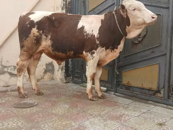 Bulle, Simmental cattle