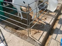 Бик, Абердин-ангусська — фото 7