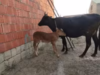 गाय, मवेशी — फ़ोटो 1