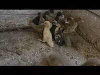 Ducks — الصورة 2