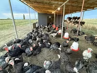 Turkeys — Foto 2