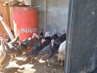 Turkeys — फ़ोटो 2