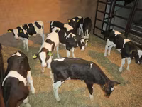 Bulle, Russian Black pied cattle — Foto 4