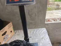 Australorp — Foto 3