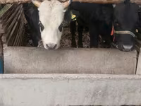Bulle, Russian Black pied cattle — Foto 4