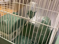 Hamster ucun qefes satilir, elave oyuncaqlar da var. Icini deyismek — Foto 4