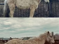 فرس, Horse breed — الصورة 1