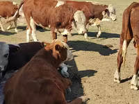 公牛, Kazakh White-headed cow — 照片 4
