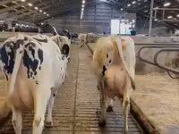 Kuh, Holstein-Rasse — Foto 2
