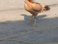 Chickens — फ़ोटो 7