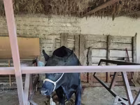 Cow, Cattle — photo 1