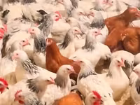 Chickens — Foto 1