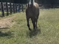 Hengst, Rocky Mountain Horse — Foto 8