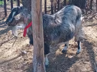 عنزة, Alpine goat — الصورة 4