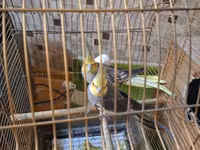 Nimfa (cockatiel) cütü və qəfəs dəsti - Növ: Nimfa (cockatiel) – sarı — الصورة 1