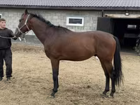 حصان, Thoroughbred horse — الصورة 2