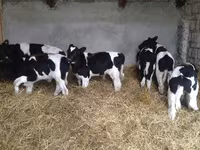 Bulle, Holstein-Rasse — Foto 8