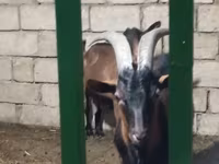 母山羊, Alpine goat — 照片 6