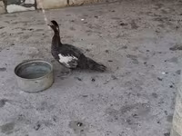 Ducks — Foto 2