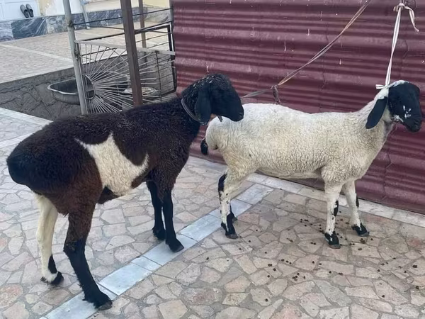 Qoyunlar (partiya, cinsi göstərilməyib), Qoyunlar