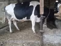 Kuh, Russian Black pied cattle — Foto 4