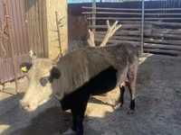 母牛, Latvian Blue cattle — 照片 2