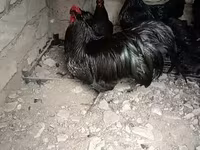 Chickens — Foto 4