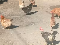 Chickens — 4-rasm