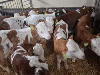 Bulle, Simmental cattle — Foto 5