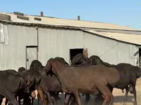 मेढ़ा, Hissar sheep — फ़ोटो 1