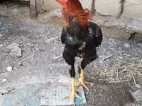 Chickens — photo 3