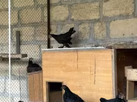 Chickens — الصورة 3